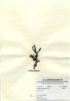 藏品(鳳尾菜)的圖片